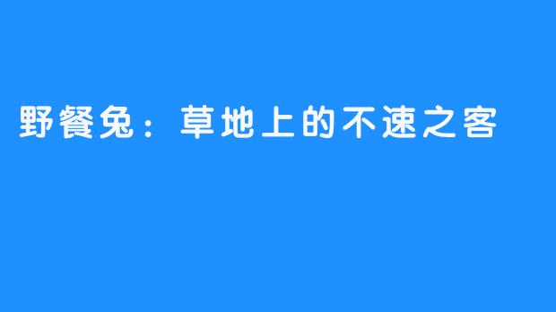 野餐兔：草地上的不速之客