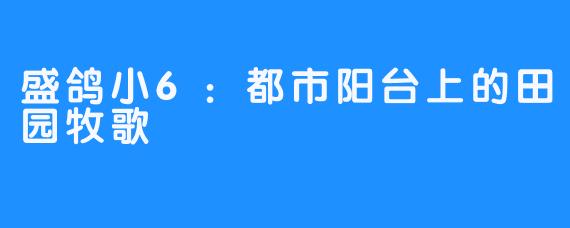 盛鸽小6：都市阳台上的田园牧歌